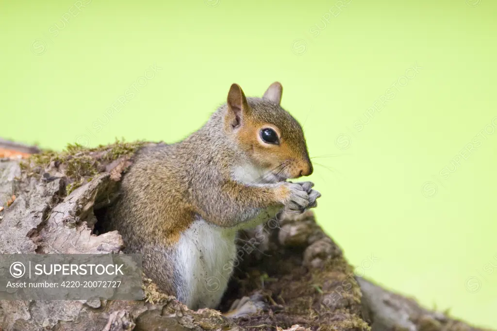 Grey Squirrel (Sciurus carolinensis). Norfolk - UK.