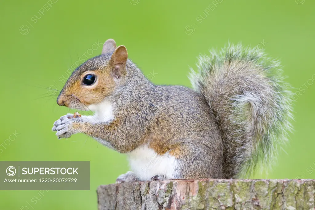 Grey Squirrel - feeding on nuts (Sciurus carolinensis). Norfolk - UK.
