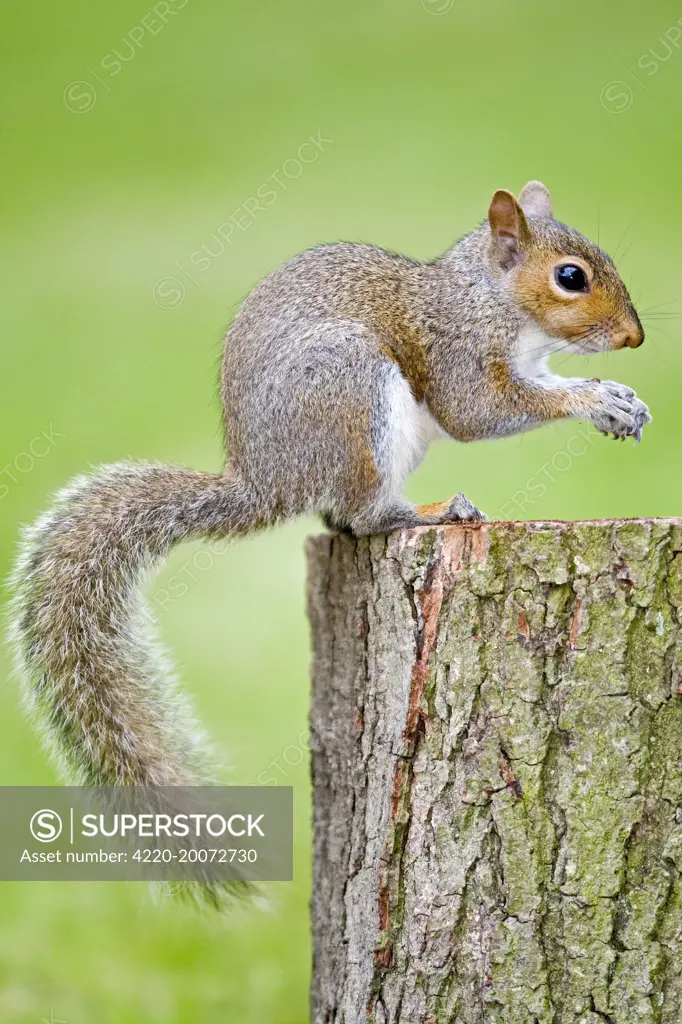 Grey Squirrel (Sciurus carolinensis). Norfolk - UK.
