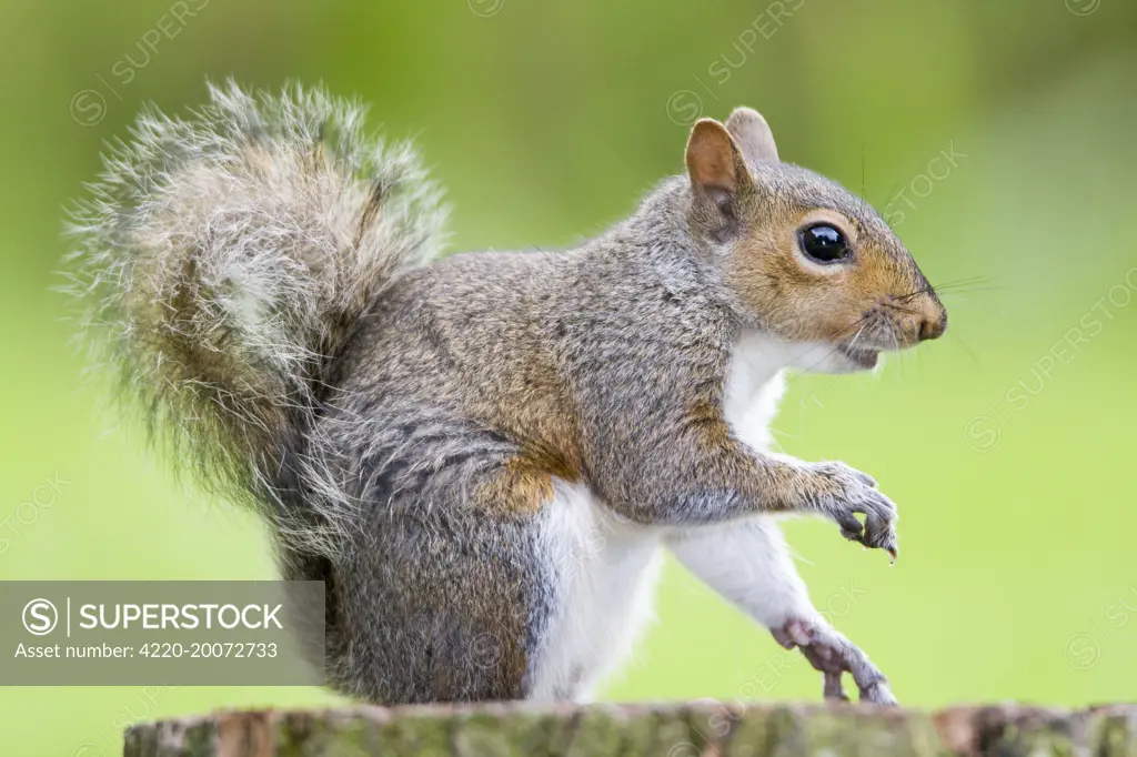 Grey Squirrel  (Sciurus carolinensis). Norfolk - UK.
