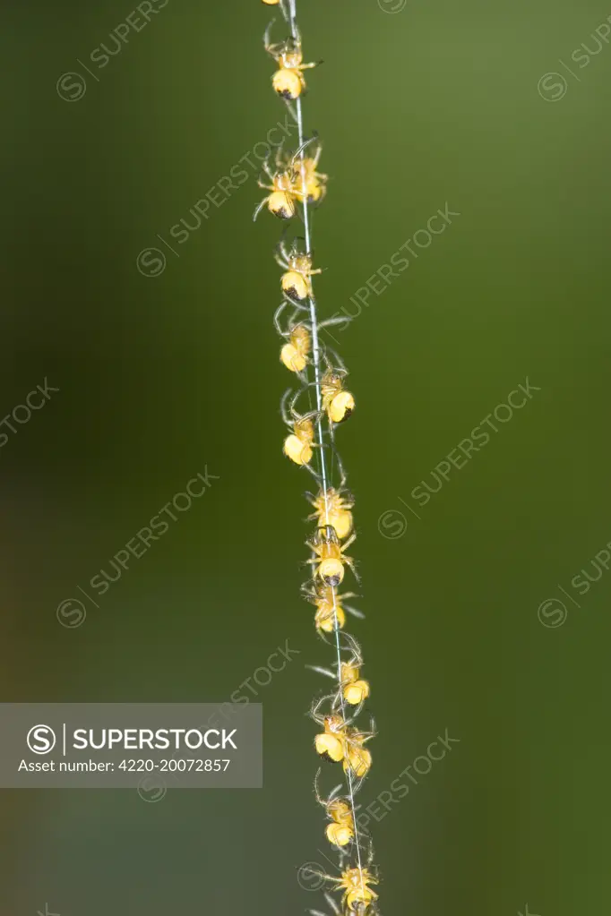 Garden Spider - Spiderlings - Climbing up silk strand (Araneus diadematus). Norfolk UK.