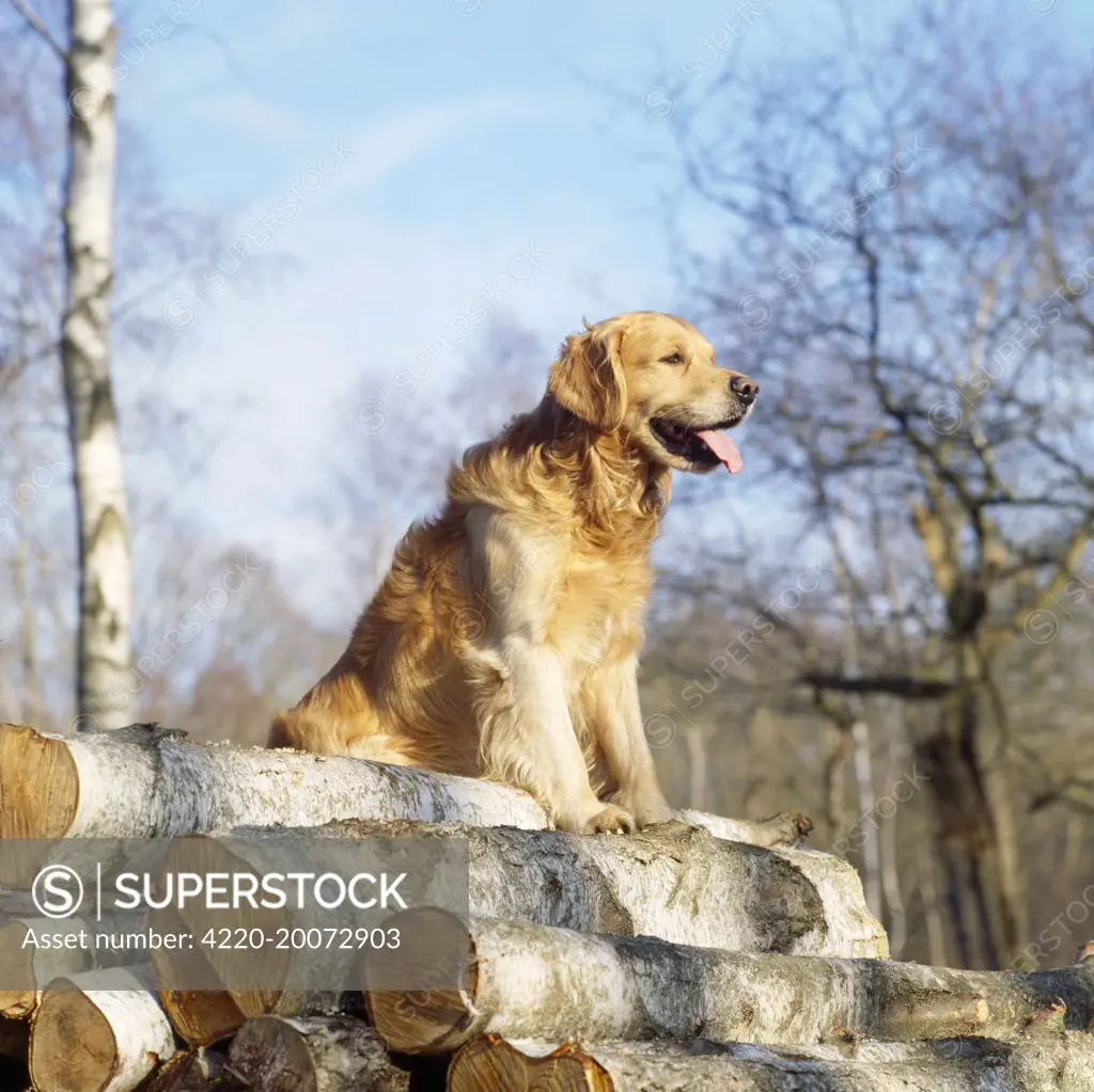 Golden Retriever Dog - on logs 