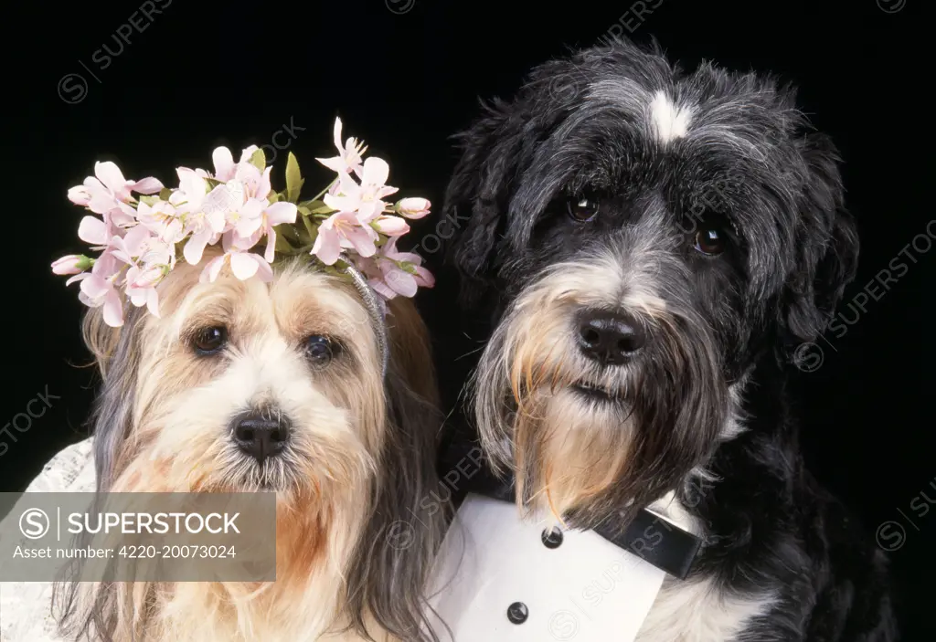 Dog - wedding 
