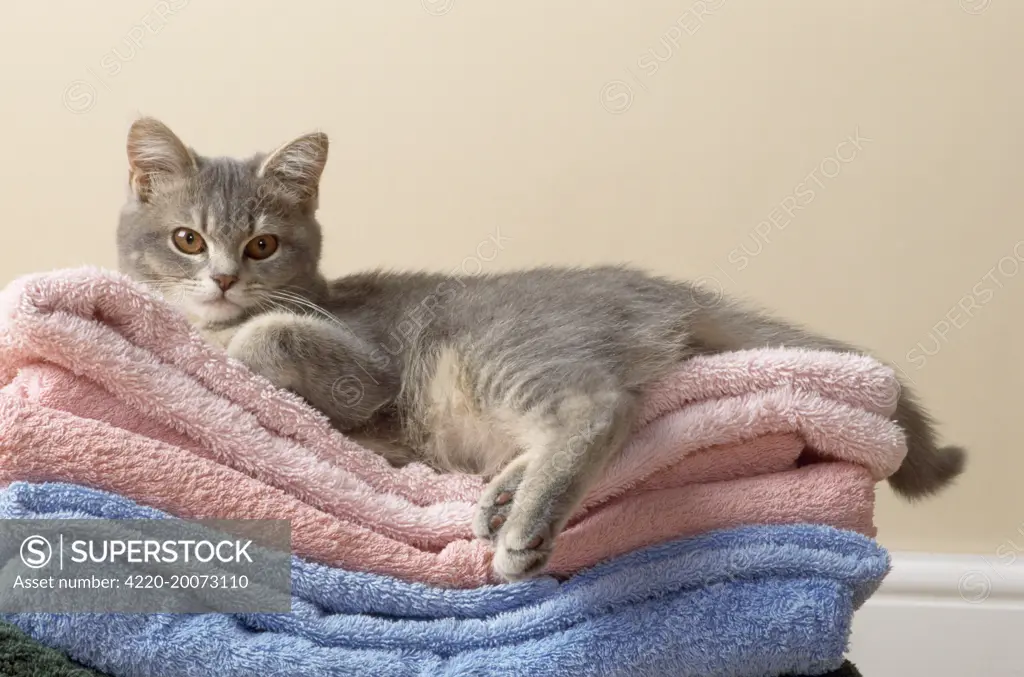 Cat - kitten on clean washing towels 