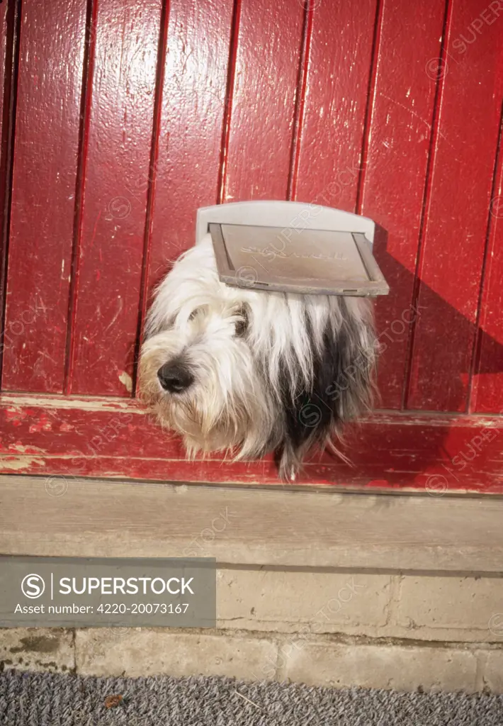 DOG - Looking out of cat flap 
