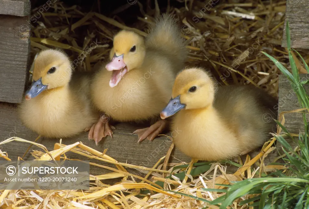 Muscovy Ducklings 