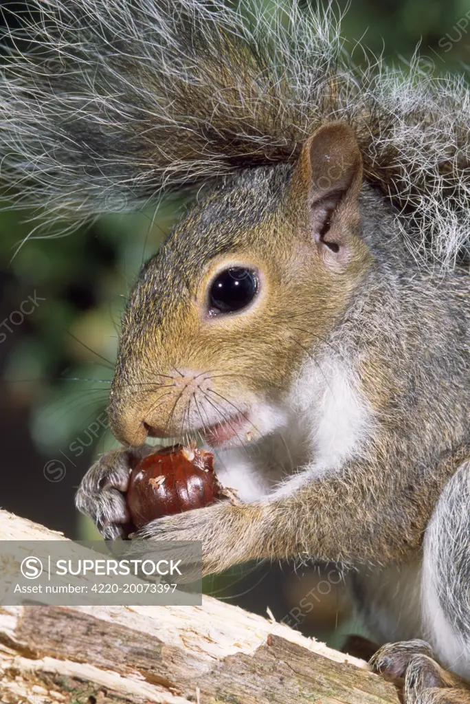 Grey Squirrel - eating nut  (Sciurus carolinensis)