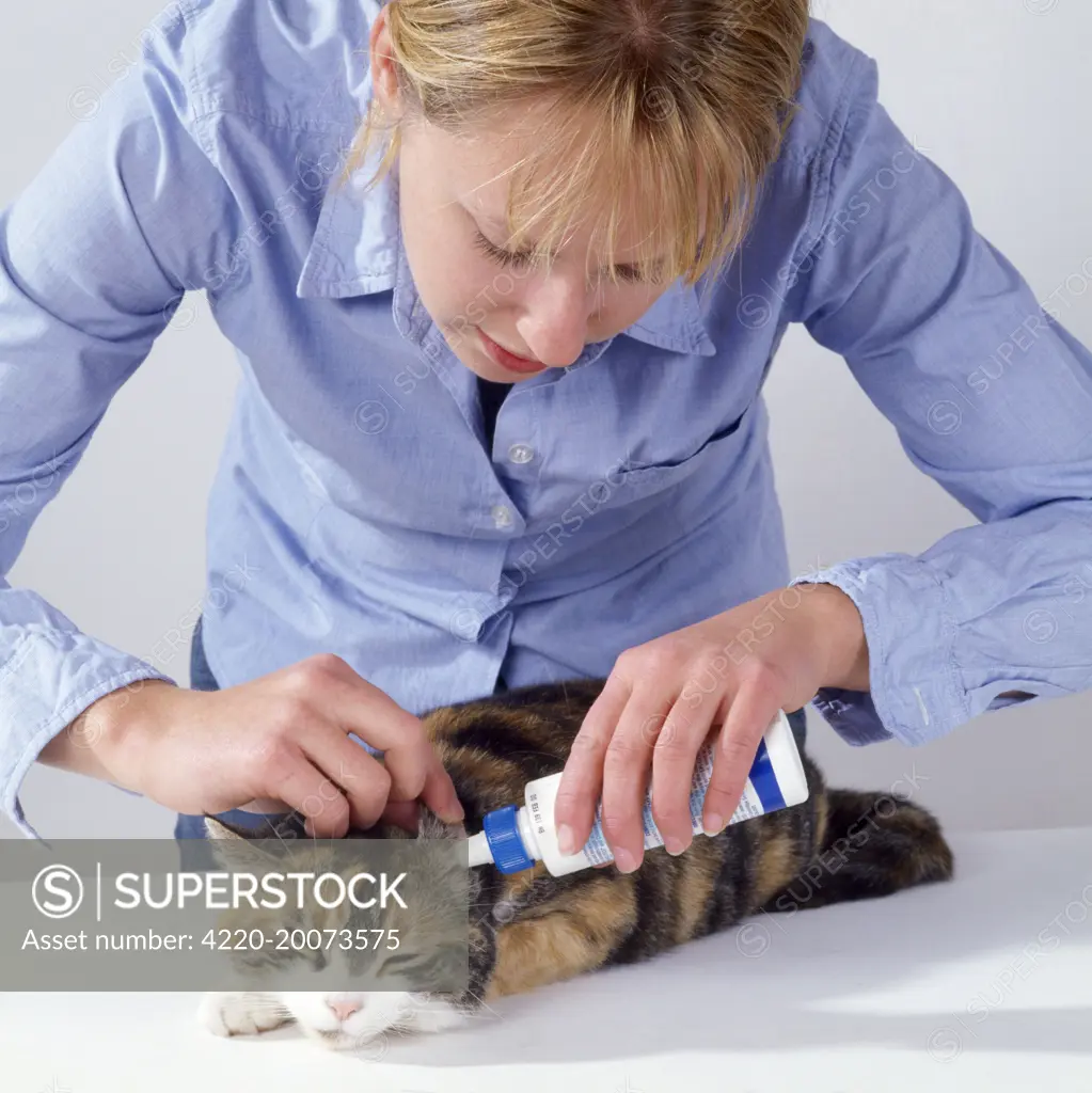 Cat - applying ear drops to cat 