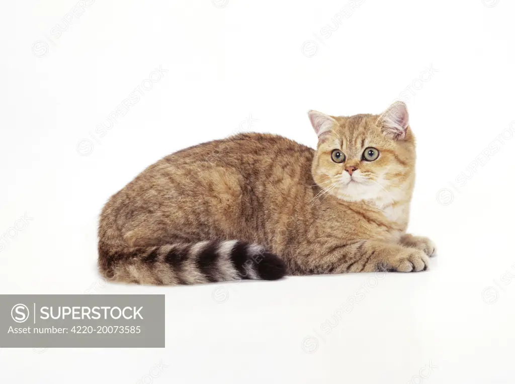 CAT - British Shorthair - Golden Tipped 