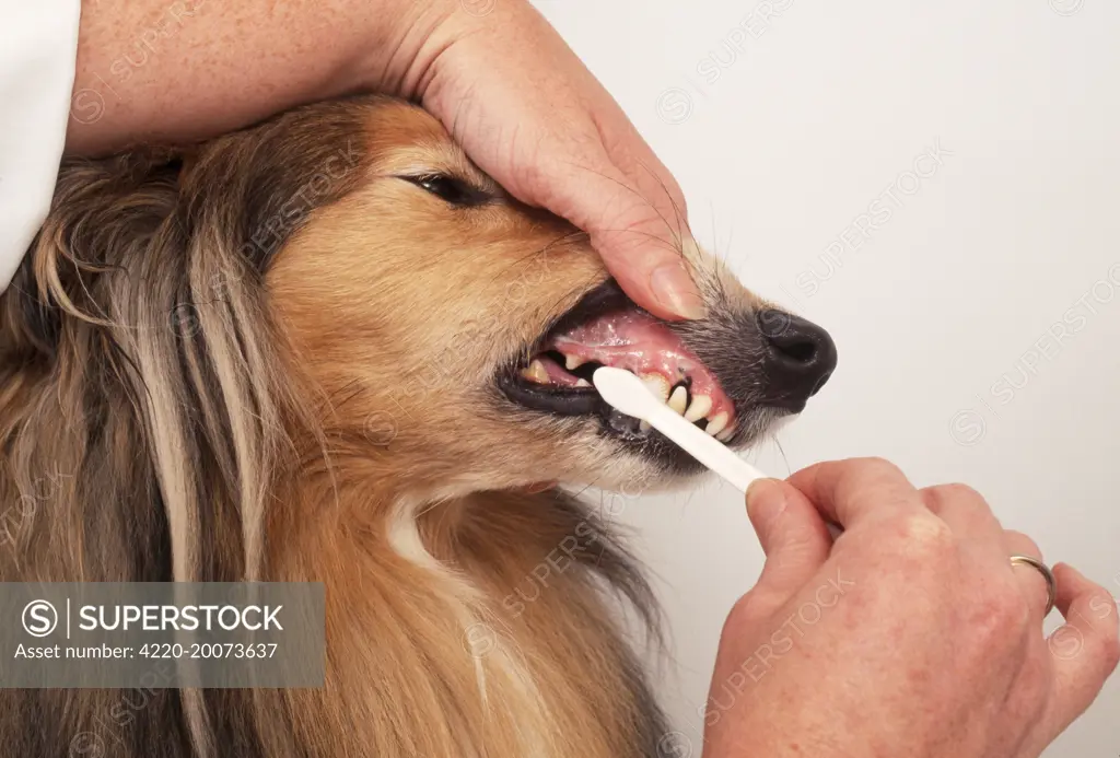 DOG - CLEANING DOG'S TEETH 