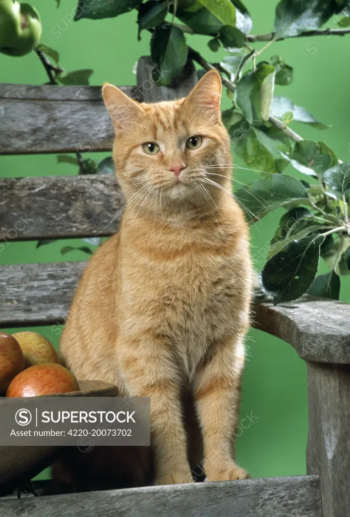 Ginger Cat - on a bench with apples 