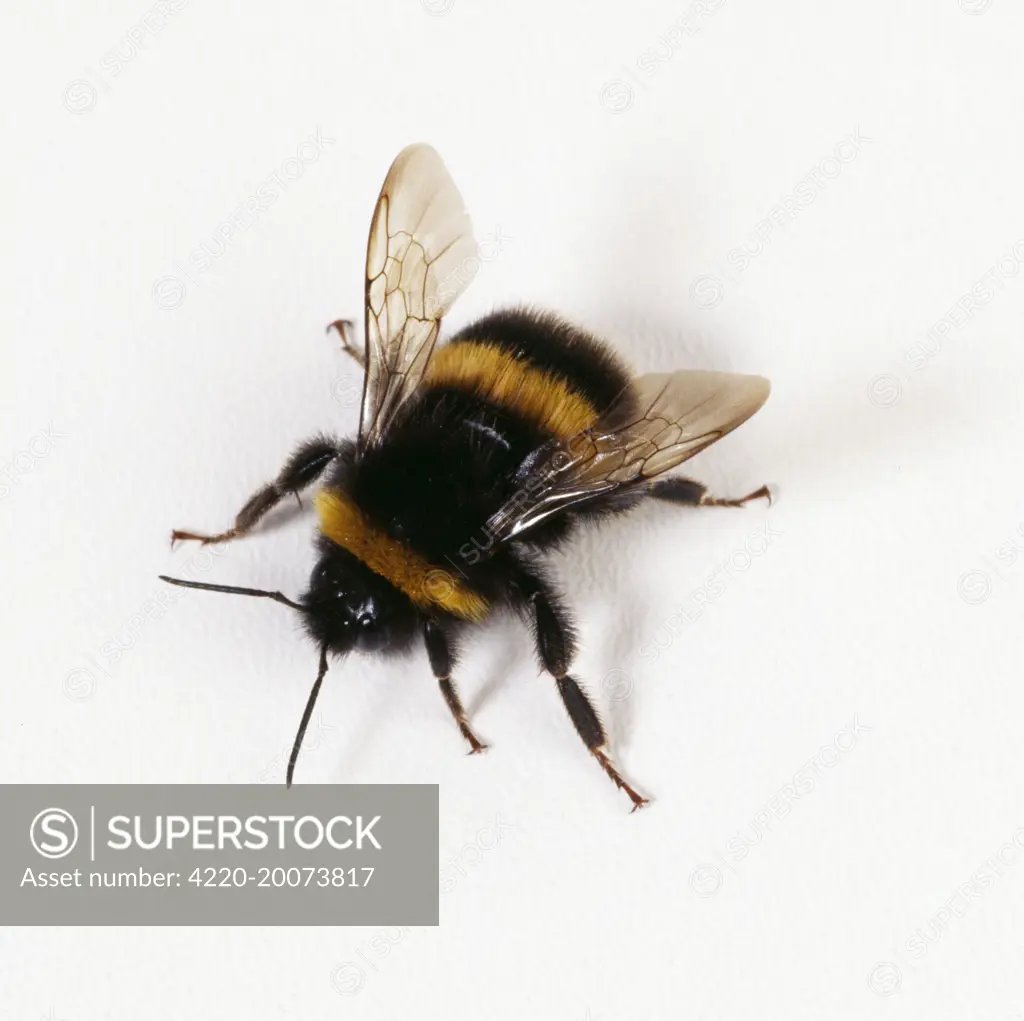 BUMBLEBEE - with white background (Bombus lapponicus)