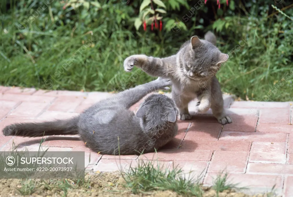 Cats - playfighting 