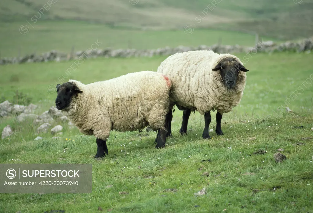 SUFFOLK SHEEP - PAIR. Suffolk, UK.