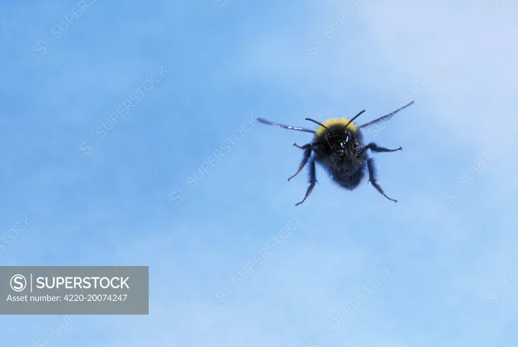 BUMBLEBEE - in flight 