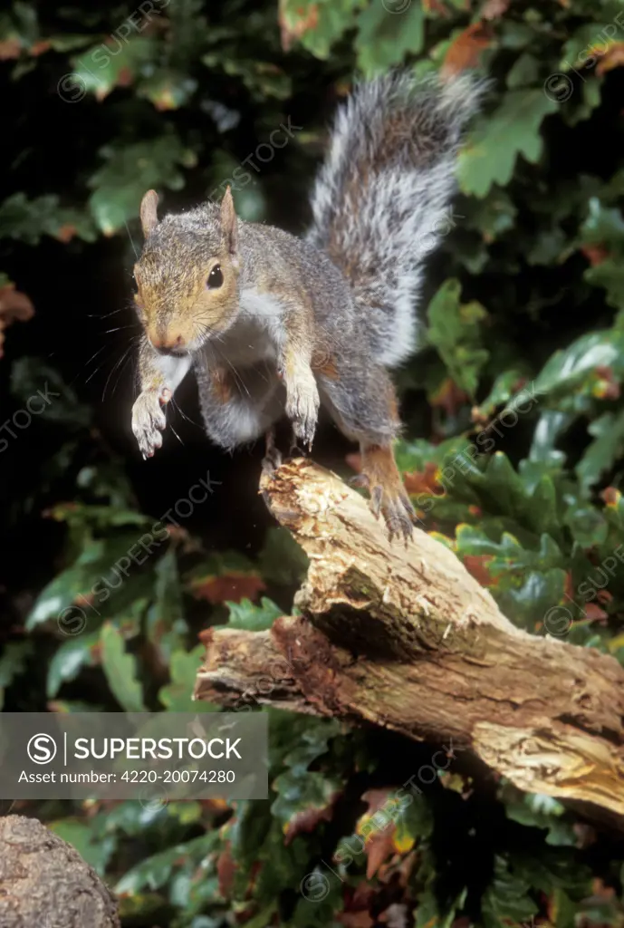 Grey Squirrel - jumping (Sciurus carolinensis)