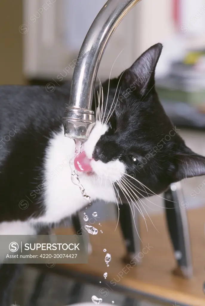 Black and White CAT - Drinking from tap 