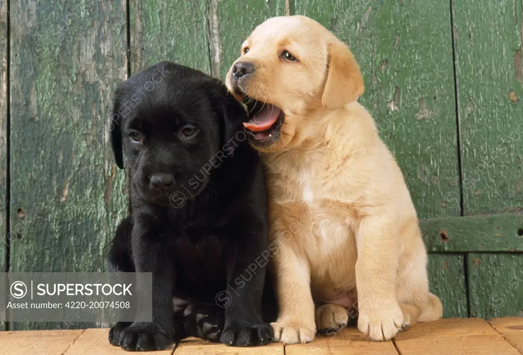 DOG - Black and Yellow Labrador puppies by barn door 