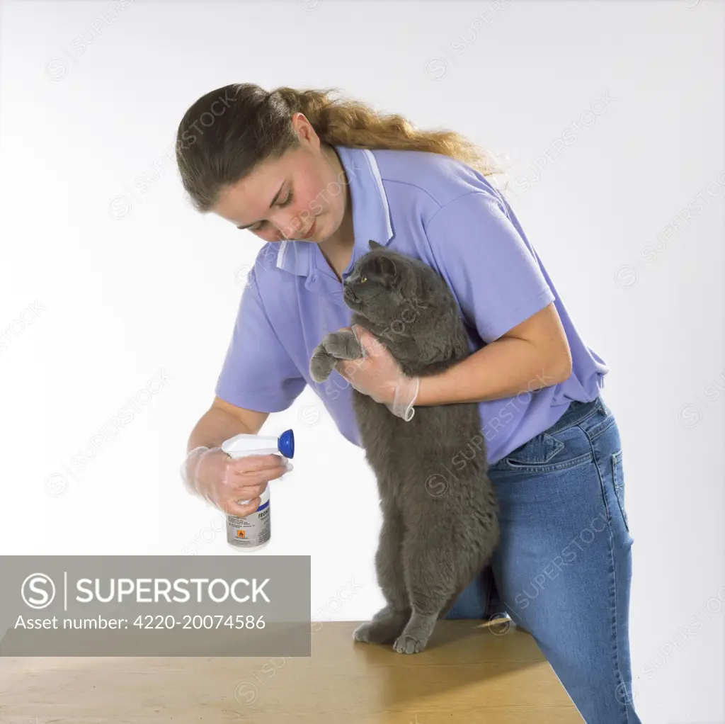Cat - having flea spray applied 