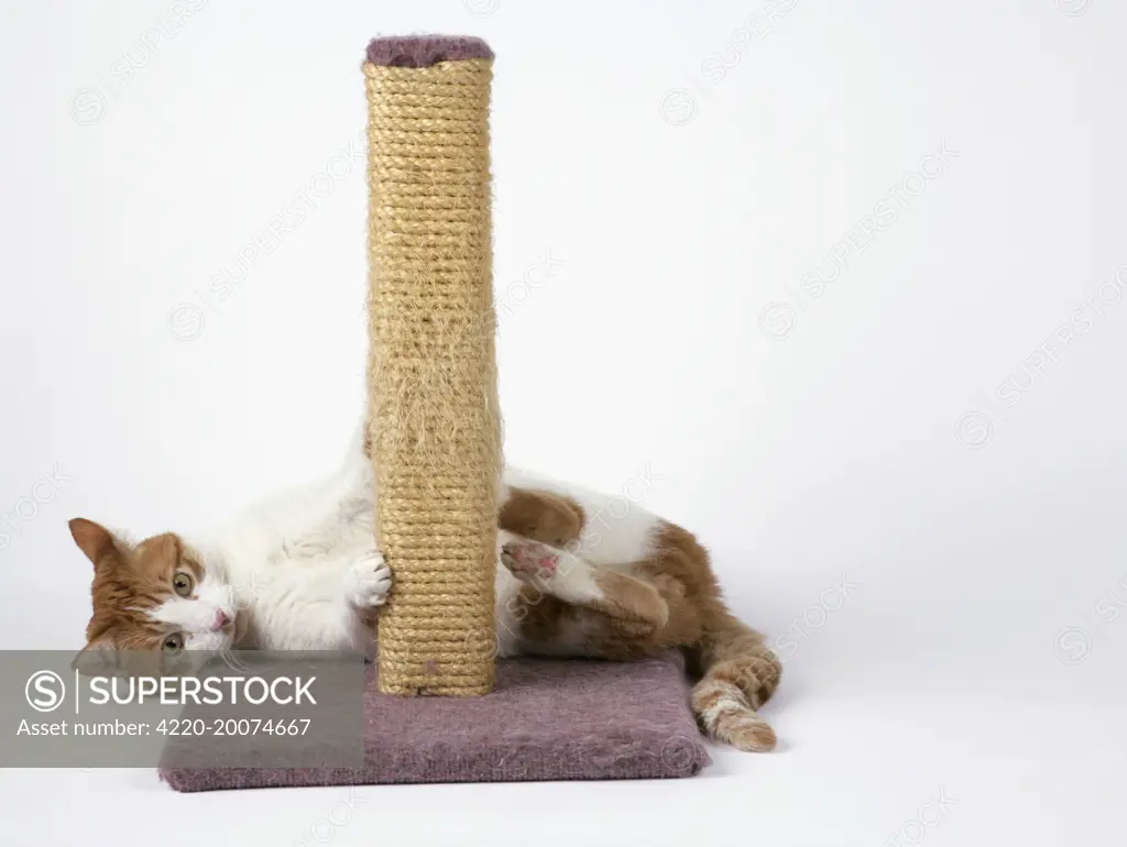 Cat - using scratching post to sharpen claws 