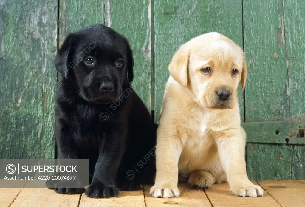 DOGS - Black and yellow Labrador puppies by barn door 