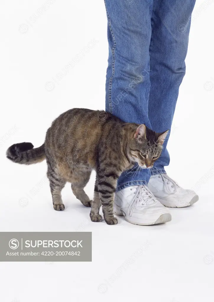 CAT - Tabby cat rubbing against owners legs 