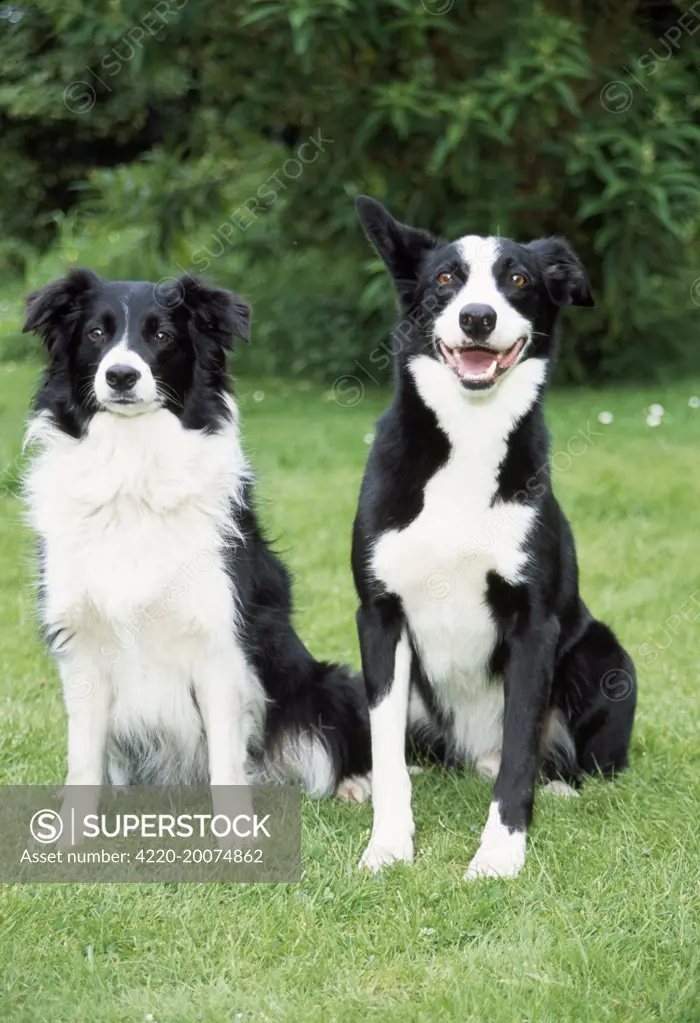 DOG - Border Collie and Smooth Border Collie 