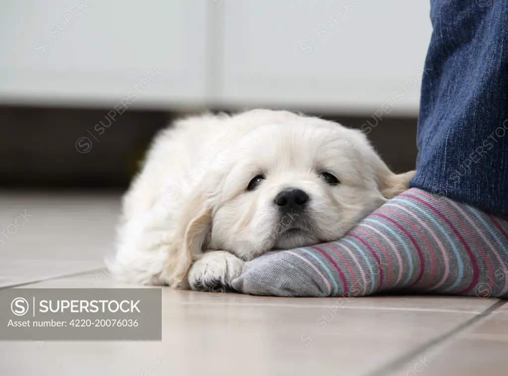 Dog. Golden Retriever puppy (6 weeks) dozing on feet in kitchen 