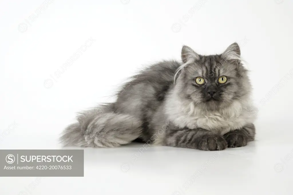Chincilla X Persian - dark silver smoke Cat 