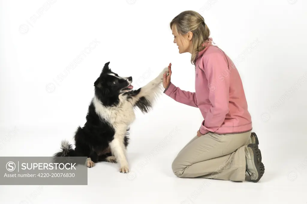 Dog. Dog doing high five with owner 
