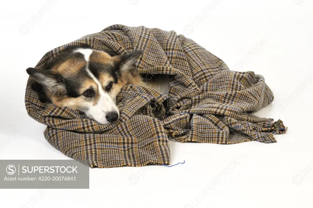 Dog. Ill dog wrapped in a blanket 