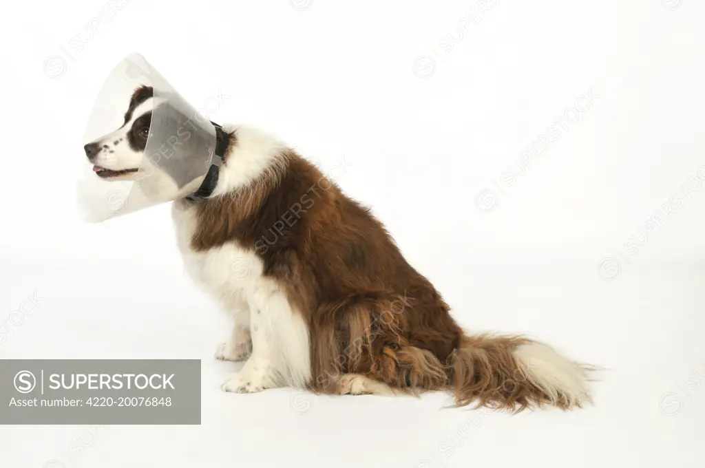Dog. Dog with a post surgery collar 