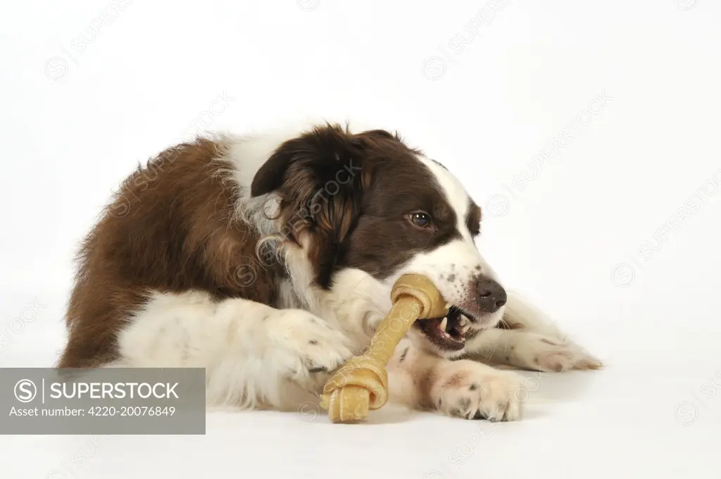Dog. Dog chewing on rawhide 