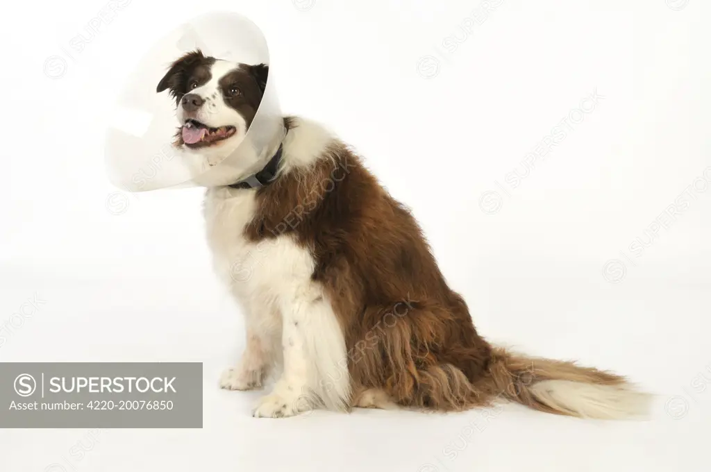 Dog. Dog with a post surgery collar 