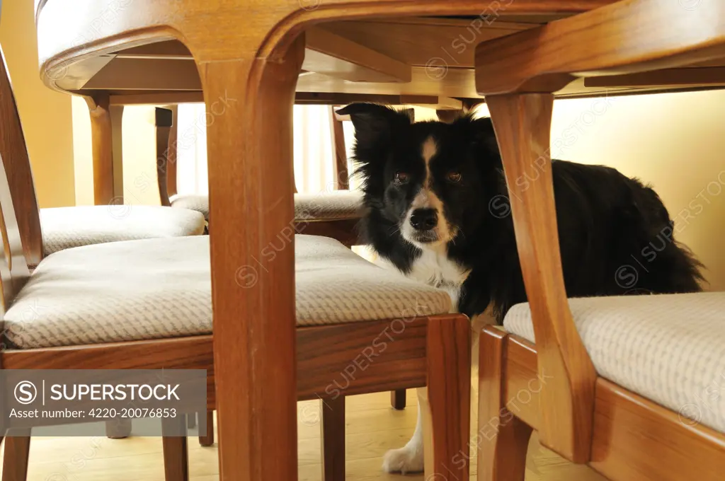 Dog. Older dog trapped behind furniture 