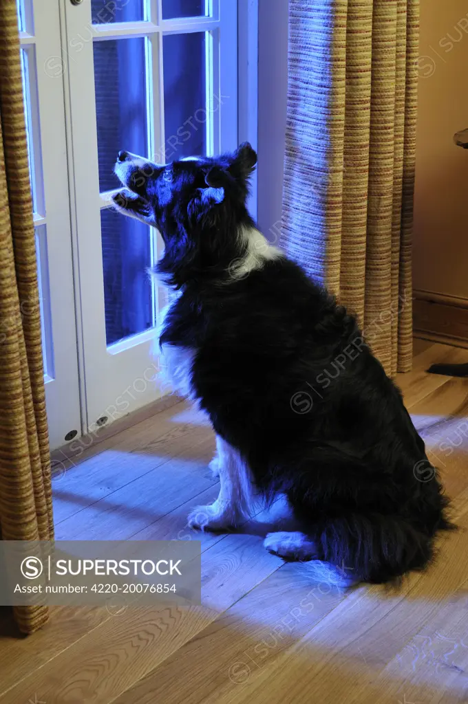Dog. Older dog watching thunderstorm 