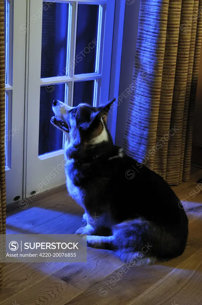 Dog. Older dog watching thunderstorm 