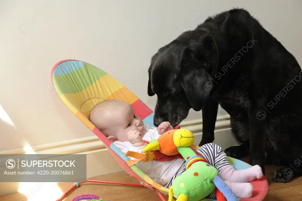 Dog. Dog with baby in buggy 