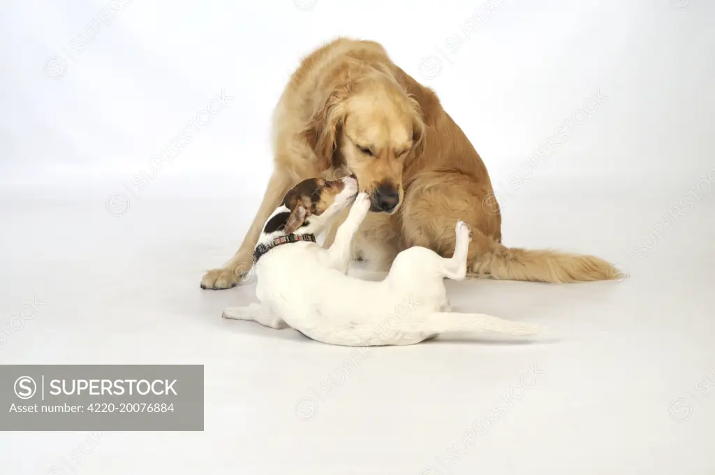 DOG. young dog being submissive to an older dog 