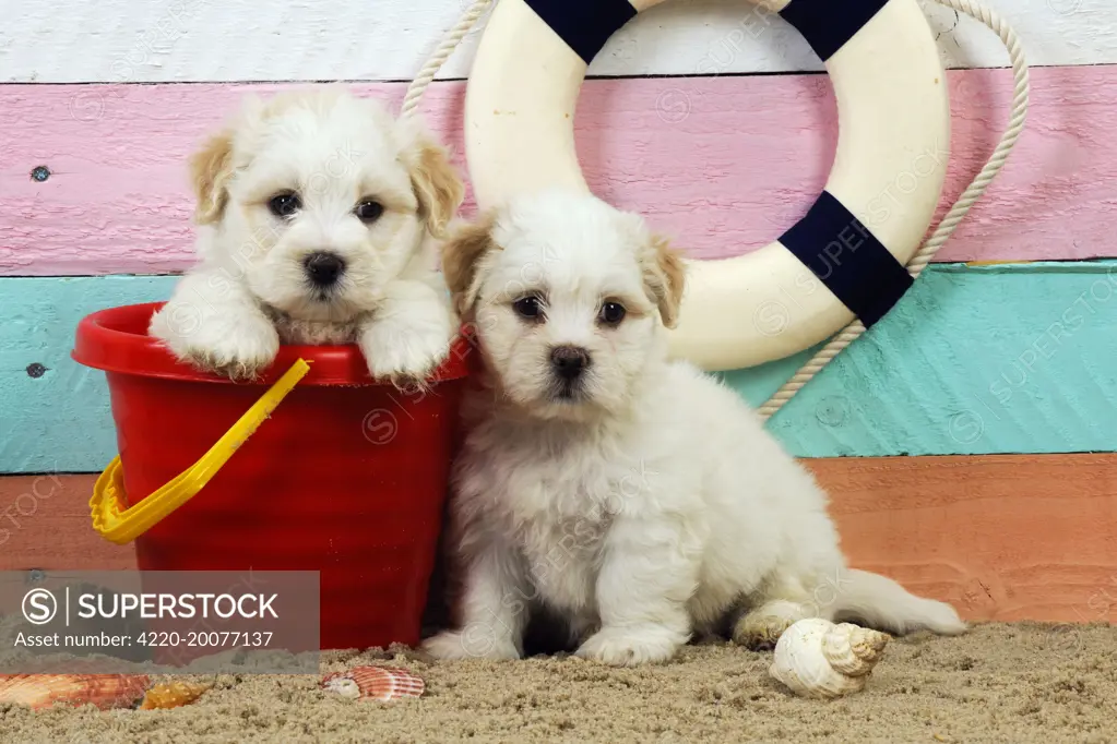 Dog. White teddy bear puppies at the beach in a bucket 