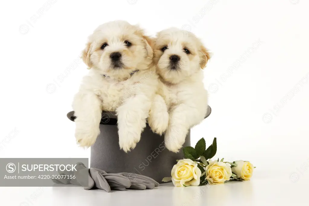 Dog - White teddy bear puppies sitting in a top hat 
