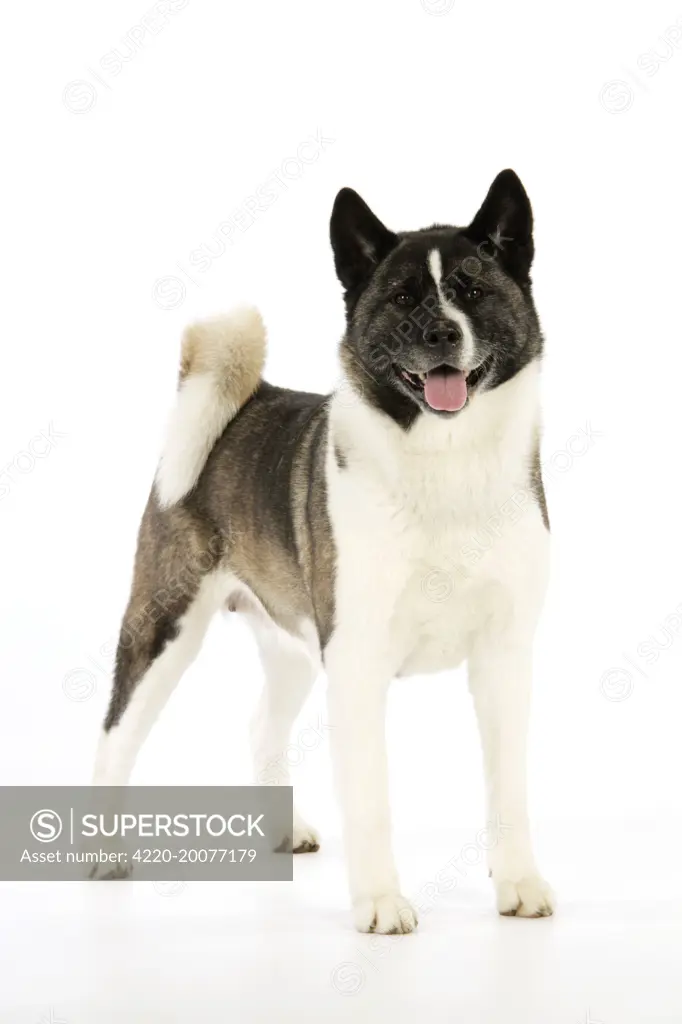 Dog. Akita 