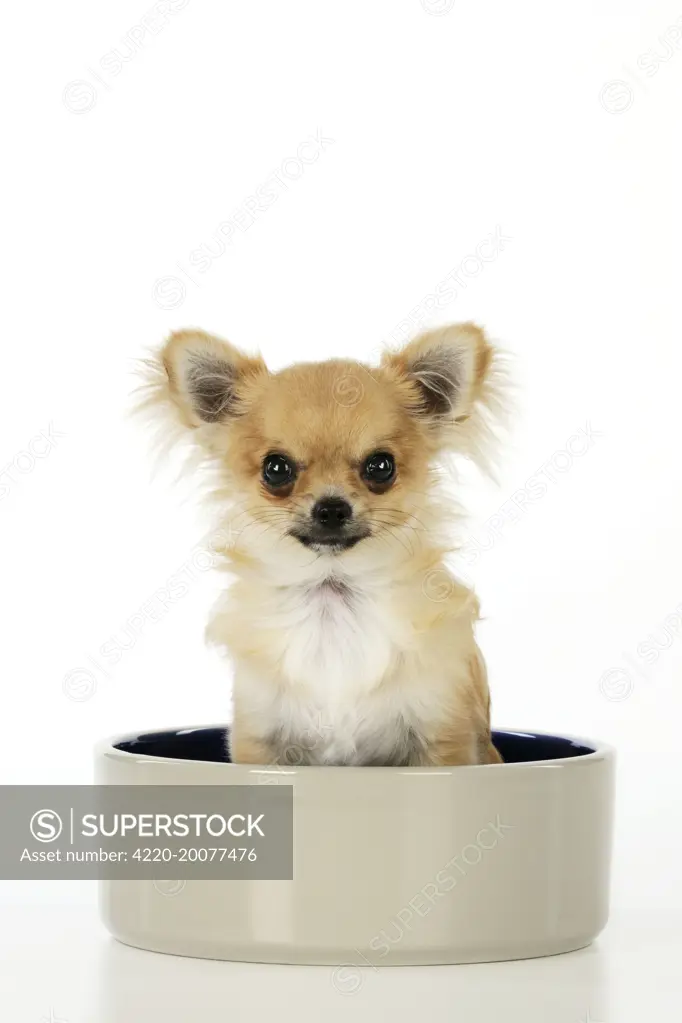 Chihuahua Dog - sitting in large dog bowl 