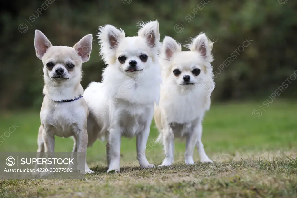 Chihuahua Dog 