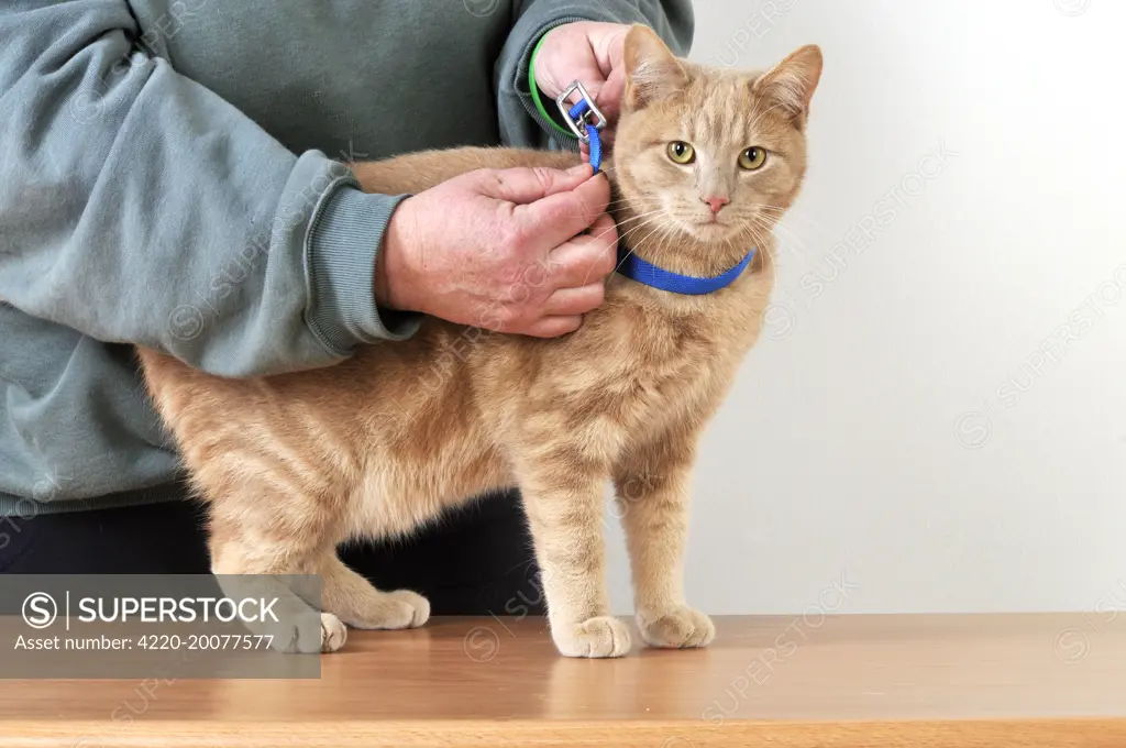 CAT. Cat owner fitting a collar 