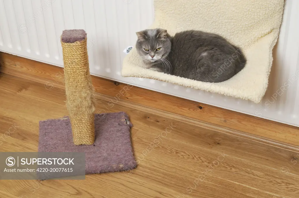 Cat - on cat bed next to scratching post 