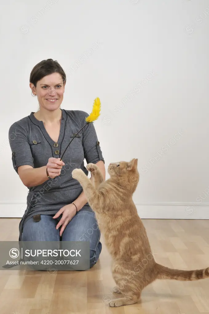 Cat - playing with owner &amp; feather duster 