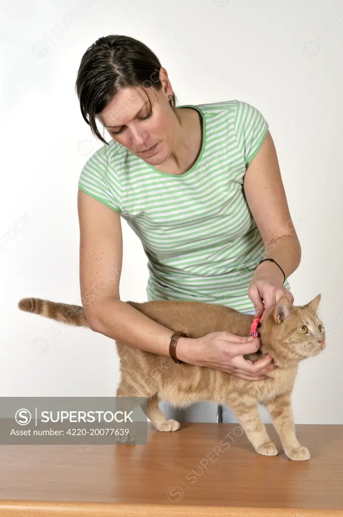 Cat - owner fitting cats collar 