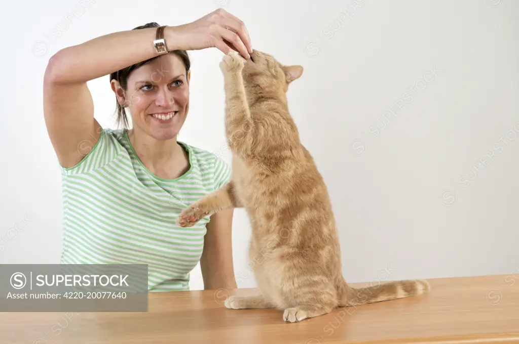 Cat - playing with owner 