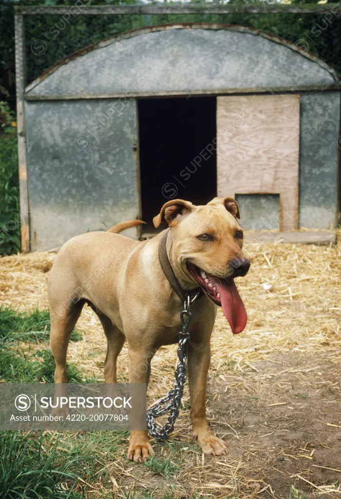 DOG - PIT BULL TERRIER chained 
